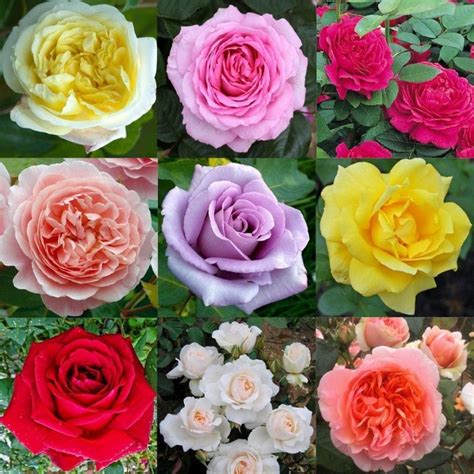Creating a Fairytale Garden: The Magical Blend of Roses and Other Flowers